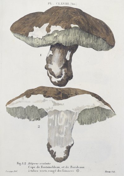 Tubiporus esculentus ، اللوحة 168 من "Iconographie des Champignons de JJ Paulet" بواسطة JH Leveille ، محفورة بواسطة Tourcaty ، 1855 بواسطة دي لوسيني